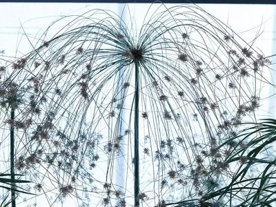 Active Pureness Активная чистота