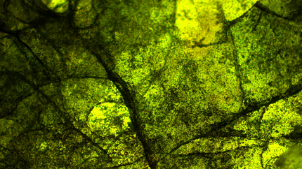 /Skin Regimen/Lx Космецевтика