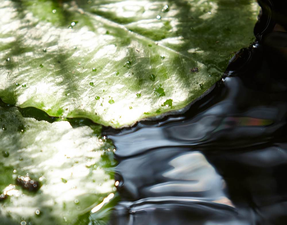 Creme viso per pelle giovane e luminosa